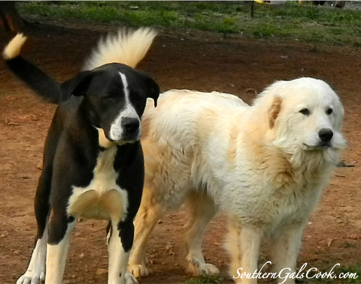 A Smiling Heart- SouthernGalsCook.com