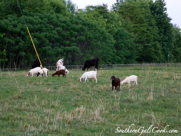 A Smiling Heart- SouthernGalsCook.com