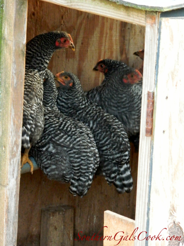 A Smiling Heart- SouthernGalsCook.com