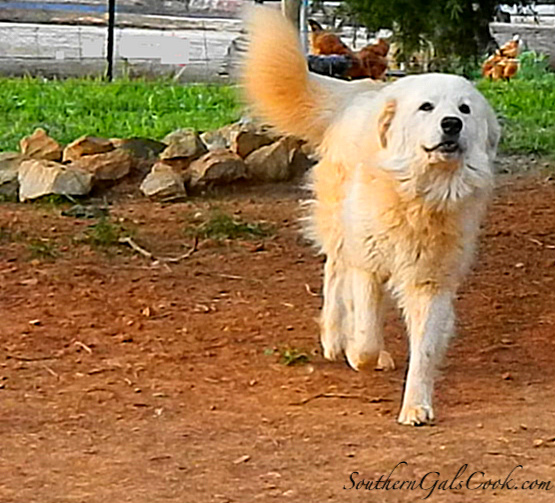 A Smiling Heart- SouthernGalsCook.com