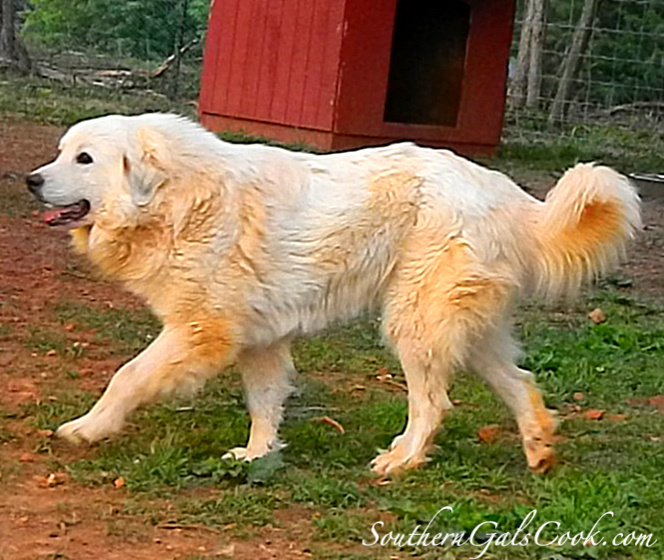 A Smiling Heart- SouthernGalsCook.com