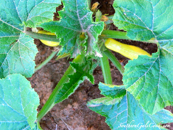 A Smiling Heart- SouthernGalsCook.com