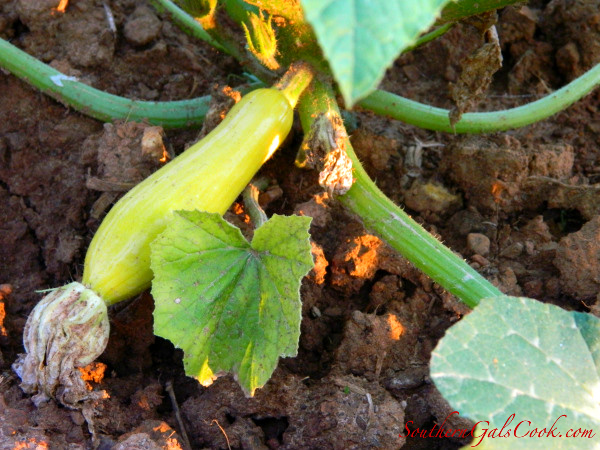 A Smiling Heart- SouthernGalsCook.com